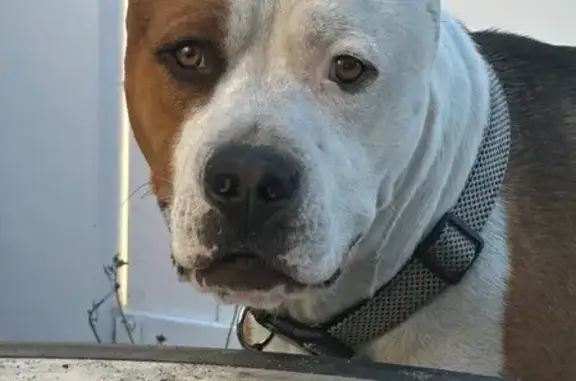 Lost Boxer/Bulldog Mix in Ocala Area