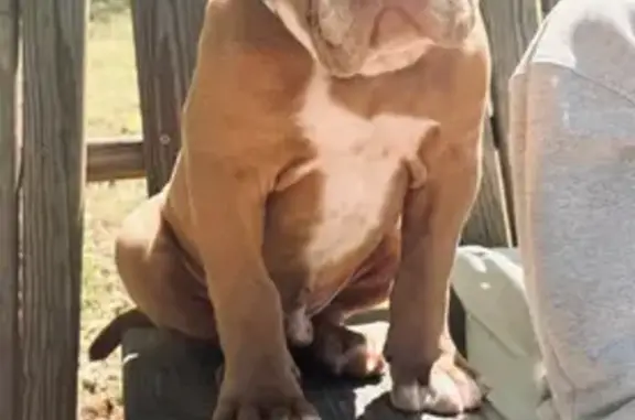 Missing: Friendly Bulldog in Scottsboro