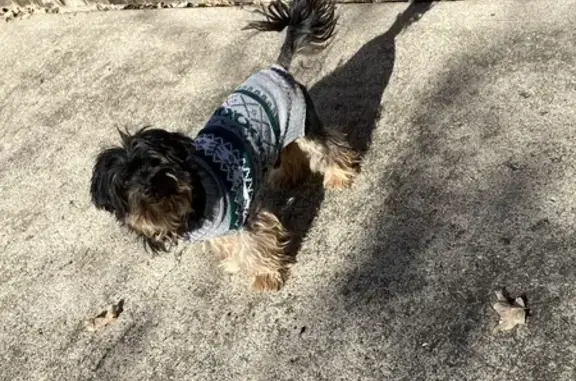 Lost Yorkie: Black & Brown in Columbus