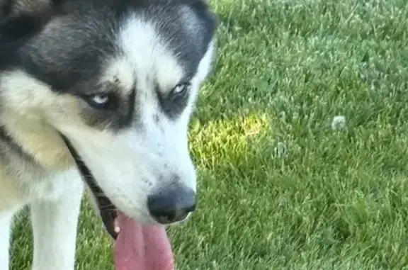 Found: Playful Blue-Eyed Dog in Lancaster