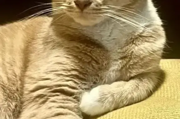 Lost: Tan Cat with White Paws, Columbus