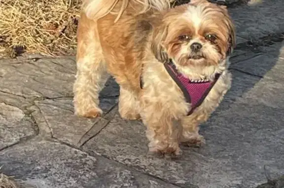 Lost Shih Tzu: Tan & White, St. Louis