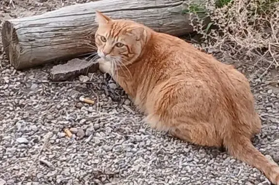 Lost Orange Cat: Nugget, Sweet & Cuddly