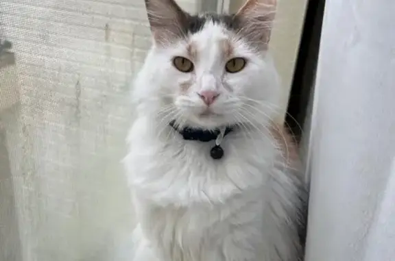 Lost Tri-Colored Cat: Lola Needs Help!
