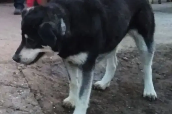 Perro Perdido en Boñar: Koa, 6 Años, Negra