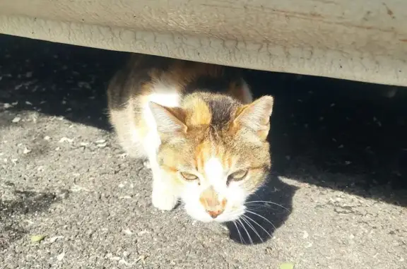 Chat trouvé Sète, photo: Chatte tricolore tatouée trouvée à Sète
