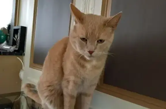 Animaux perdus , photo: Chat tigré roux perdu à Rives-en-Seine
