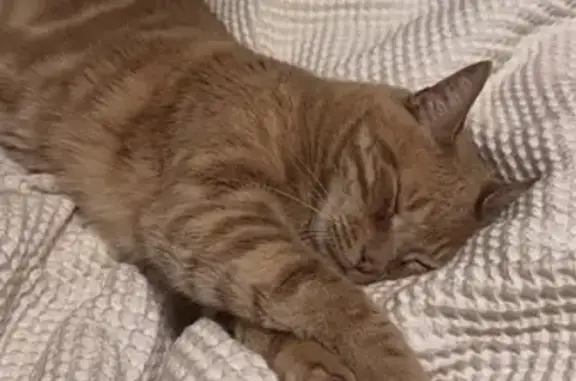 Lost: Unique Swirl-Patterned Cat
