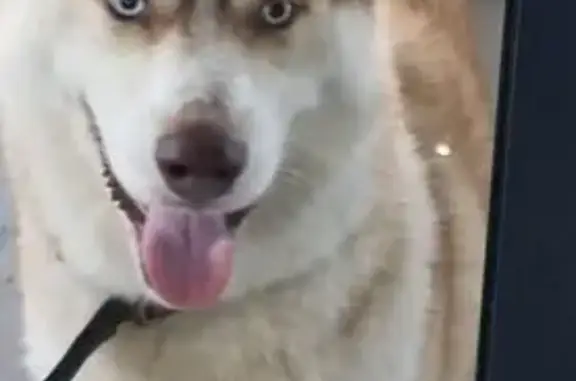 Found: Golden Brown Husky on Y...