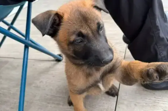 Bébé Malinois perdu à Fuveau - photo