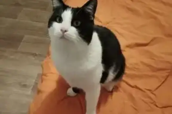 Animaux perdus Saint-Denis, photo: Chat perdu noir et blanc, tâche patte arrière