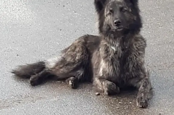 Chien perdu Le Drennec, photo : Berger Hollandais perdu, Dalar, Le Drennec