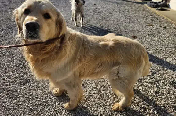 Chien trouvé , photo: Chien sable trouvé à Rodelinghem ce matin