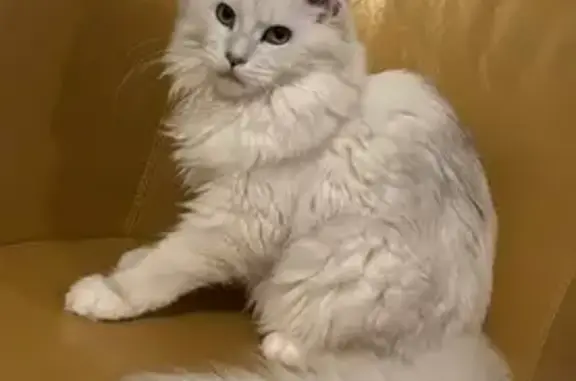 Chat perdu, Ambarès-et-Lagrave, photo: Chatte Maine Coon blanche perdue à Ambarès