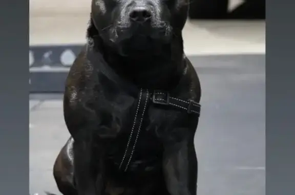 Lost: Beloved Family Dog Jimmy...