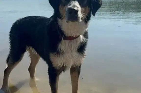 Chien perdu , photo : Chien perdu : Bouvier Bernois croisé Berger