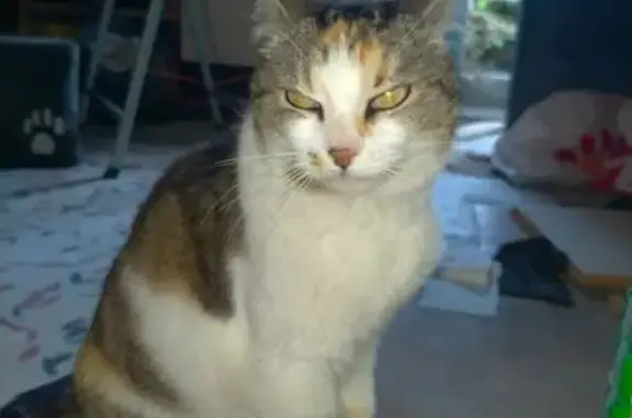 Chat trouvé Genay, photo: Chatte câline trouvée à Genay, Rue d'Armançon
