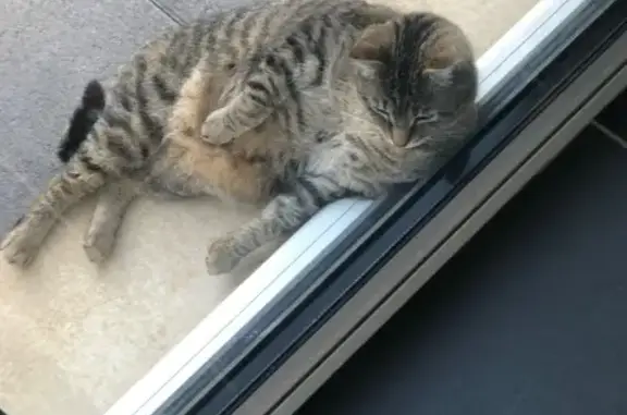 Animaux perdus , photo: Grande chatte tigrée perdue à Saint-Germain