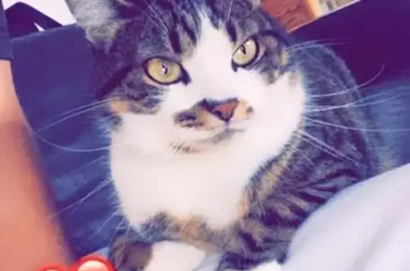 Chat Perdue: Sayenne, Rue Madeleine Joret - photo