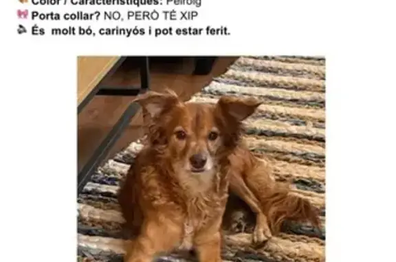Perro Perdido: Mestizo Pelirrojo en Bigues