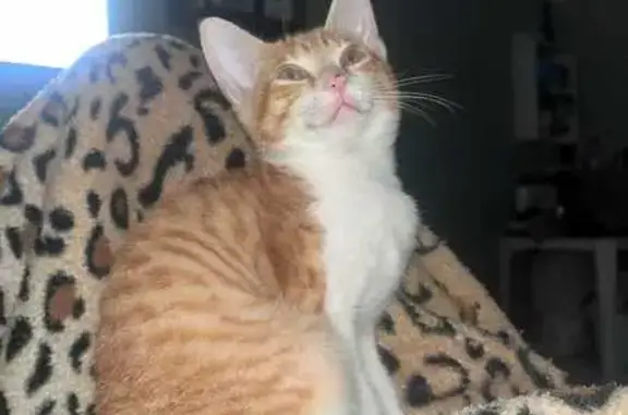 gato desaparecida