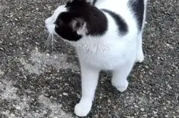 Animaux perdus Marseille Bompard, photo: Chat noir et blanc perdu à Marseille
