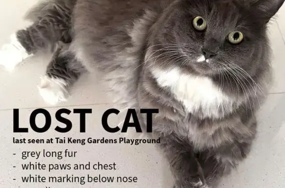 Lost Grey Cat: White Paws & Chest - Tai Keng