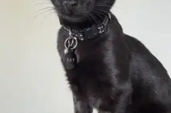 Lost Cat: Green Eyes, Faded Stripes