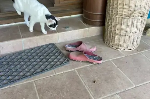Chat trouvé , photo: Chat noir et blanc mâle trouvé maigre.