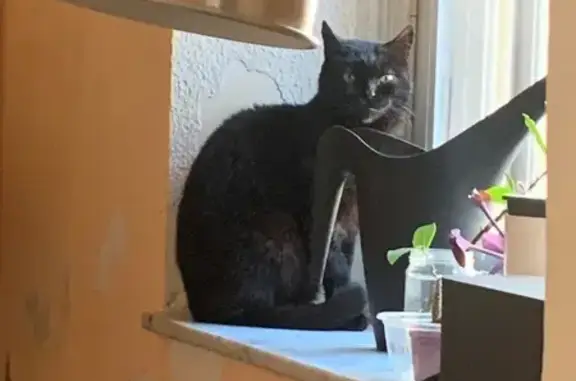 Se Busca: Gata Negra Asustadiza en Albacete