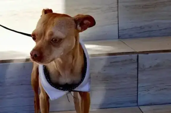 ¡Ayuda a encontrar a nuestro perro perdido!