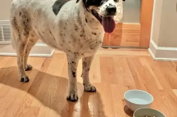Found: Black & White Cattledog in Chicago