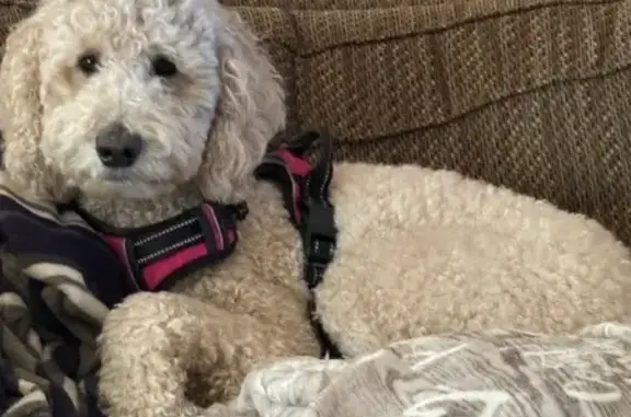 Lost Golden Doodle in Vale - Help Needed!