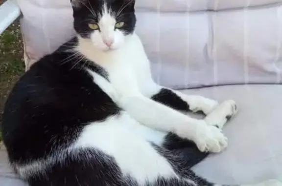 Chat perdu, , photo: Chatte perdue, noire et blanche, Moncoutant