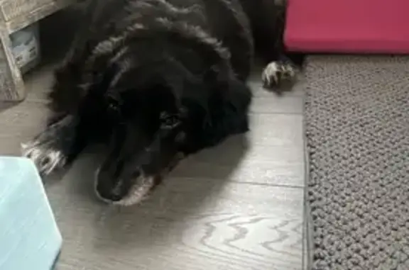 Lost Dogs: Sadie & Scout in Saint Paul