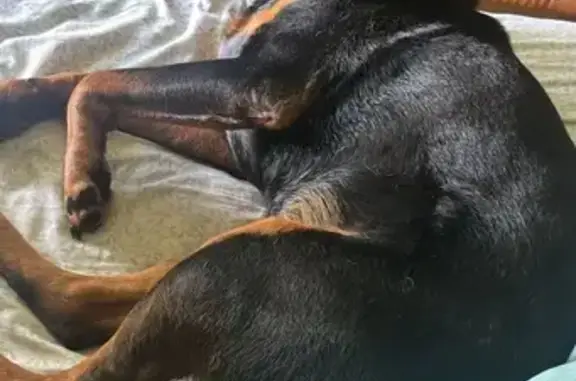Lost Rottweiler: Friendly Male in Lithia