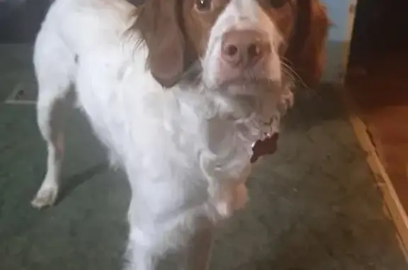 Lost Brittany Spaniel: Otis in Dallas