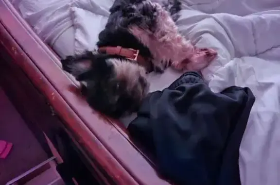 Lost Dog: Black & White, Hard of Hearing