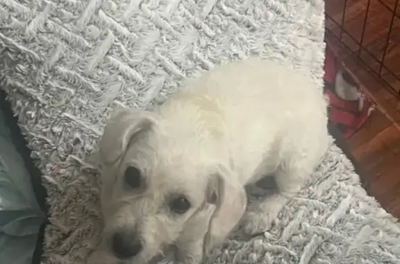 Lost Fluffy White Dog in Albuquerque