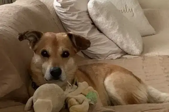 Chien fauve perdu à Gigondas, 11 ans - photo