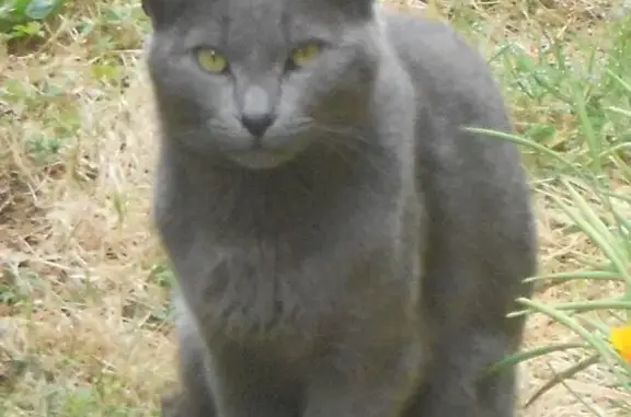 Animaux perdus Vezins, photo: Chat gris perdu à Vezins - NUGUETS