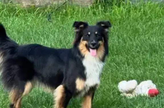 Lost Mini Aussie: Friendly & Near Hwy 124