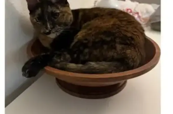 Lost Shy Cat: Bia Missing in Coral Ridge