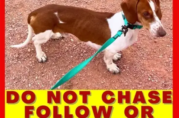 Lost Dachshund: Fairview's Switchgrass Loop