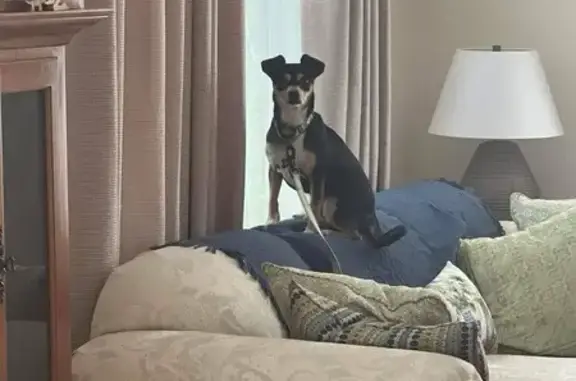 Lost Skittish Dog - Jasmine Circle, 206