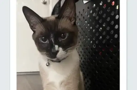 Lost cat, Los Angeles