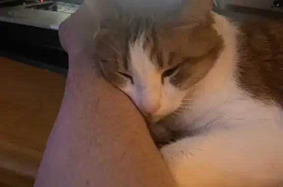 Lost: Large Orange & White Cat in Deming