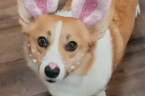 Lost Red & White Corgi in Hutto - Help!