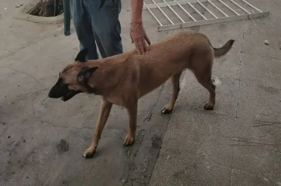 Perra Malinois Perdida en Mála...