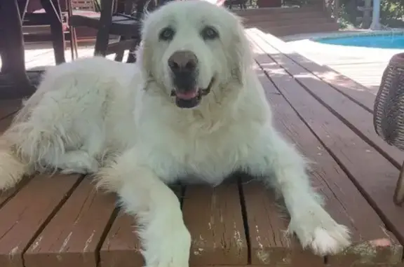 Lost White Great Pyrenees in San Antonio